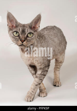 Devon Rex-Katze Stockfoto