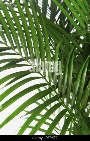 Schmetterling palm close-up Stockfoto