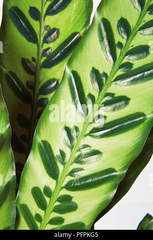 Calathea Insignis Anlage close-up Stockfoto