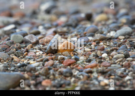 Glatte Kieselsteine am Ostsee Strand kleine Kieselsteine am Strand Stockfoto