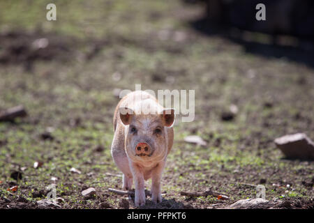 Inländische Schwein, Sus scrofa domesticus frontale Bild der Ferkel Stockfoto