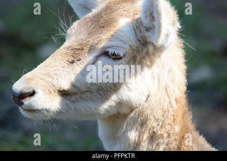 Lama, Lama glama Close-up Image der jungen Llama Stockfoto