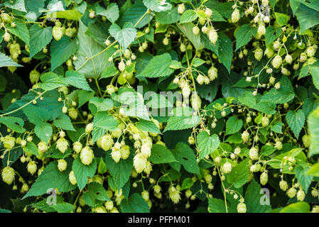 Blumen und Blätter von gemeinsamen Hopfenpflanze Stockfoto