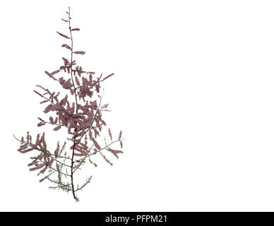 Tamarix gallica, Zweig der Tamariske mit rosa Blume - Spikes. Stockfoto