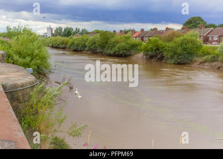 Selby Kanal und Schloss in North Yorkshire, UK, die in dicken, grünen Algen, pondweed und Wasserlinsen verursacht Probleme für die Tier- und Pflanzenwelt und Segler. Horizontale Stockfoto