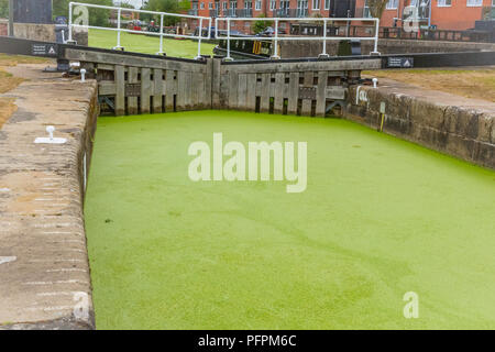 Selby Kanal und Schloss in North Yorkshire, UK, die in dicken, grünen Algen, pondweed und Wasserlinsen verursacht Probleme für die Tier- und Pflanzenwelt und Segler. Horizontale Stockfoto