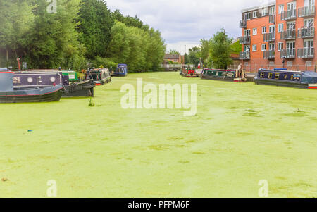 Selby Kanal und Schloss in North Yorkshire, UK, die in dicken, grünen Algen, pondweed und Wasserlinsen verursacht Probleme für die Tier- und Pflanzenwelt und Segler. Horizontale Stockfoto