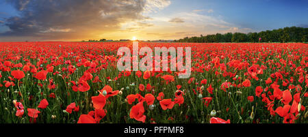 Landschaft mit schönen Sonnenuntergang über mohnfeld - Panorama Stockfoto