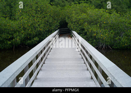 White Boardwalk Führt in den Everglades, Florida, USA, in den Bush Stockfoto