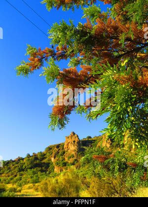 Nahaufnahme der Grevillea australische Silver Oak Blumen in Andalusien, Spanien Stockfoto