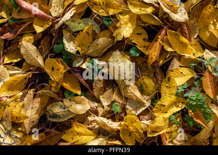 Gelb und Orange Herbst Cherry Blätter Hintergrund Stockfoto