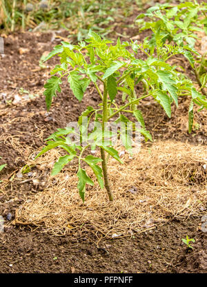 Bild der Sämlinge einer jungen Tomate in den Garten gepflanzt Stockfoto