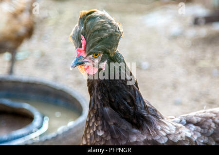 Bild eines Vogels Portrait eines Schwarzen crested Henne auf einem Bauernhof Stockfoto