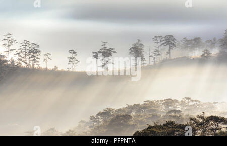 Greats Himmel und Wolken der Landschaft mit Nebel in der Dämmerung, Sonnenaufgang, Sonnenuntergang. pine Wald im Nebel mit Sonnenstrahlen, Sonnenschein Stockfoto