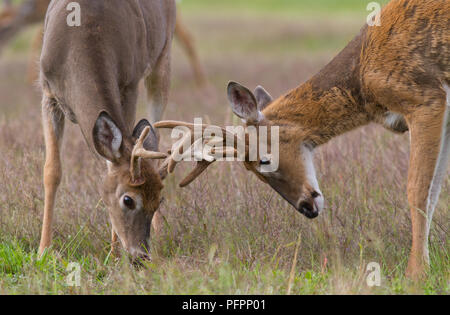 Zwei whitetail deer Dollars mit Geweih im Kampf gesperrt. Stockfoto