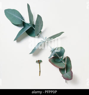 Grünen Stengel und Früchte tragenden stammen aus Eukalyptus cordata (Silber Gummi), close-up Stockfoto