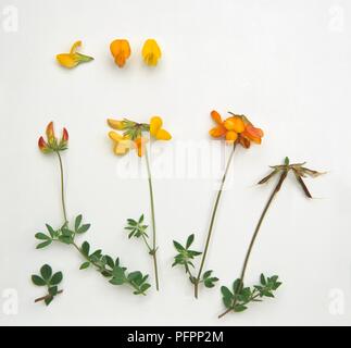 Lotus corniculatus (Bird's Foot trefoil), Blätter und gelben Blumen Stockfoto