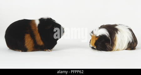 Zwei Meerschweinchen (Cavia porcellus), eine langhaarige, und die anderen Kurzhaarigen, einander zugewandt Stockfoto