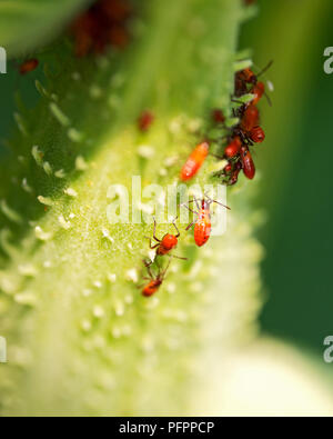 Große milkweed bug Nymphen, Oncopeltus fasciatus, auf Saatgut pod der gemeinsamen Seidenpflanze, Asclepias syriaca Stockfoto