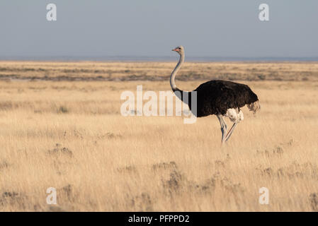 Hoch Strauß in gelb trockenes Gras über namibische Savanne mit blauer Himmel, Etosha National Park, Namibia Stockfoto