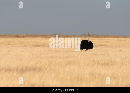 Weitwinkel Foto von trockenen gelben Gras Savanne im Winter mit einem Strauß auf Normal- und blauer Himmel, Etosha National Park, Namibia Stockfoto