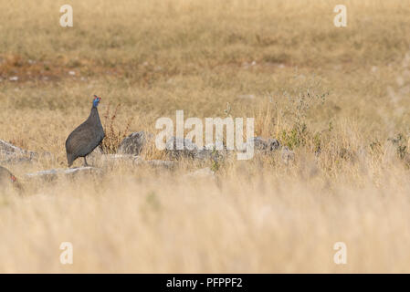 Single behelmte guineafowl hoch auf Felsen im trockenen gelben Gras Feld über die Savanne suchen, Etosha National Park, Namibia Stockfoto