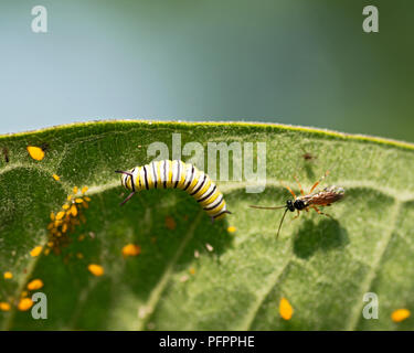 Blattläuse (Aphidoidea Gattung), Monarch Caterpillar und auf gemeinsamen Seidenpflanze, Asclepias syriaca Blatt fliegen. Stockfoto