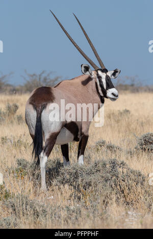 Close up Portrait von Erwachsenen Oryx (Oryx) Antilope im gelben Gras stehend zurück an Kamera suchen, Etosha National Park, Namibia Stockfoto