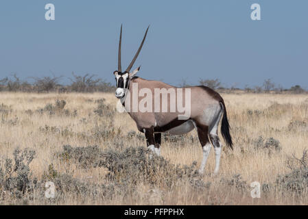 Seitenansicht des schönen Oryx (Oryx Antilopen) von der Kamera in gelb Grünland Savanne mit klaren blauen Himmel, Etosha National Park, Namibia Stockfoto