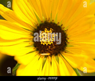 Blühende Kompass mehrjährige Pflanze von Aster Familie (Asteraceae). Silphion laciniatum. Stockfoto