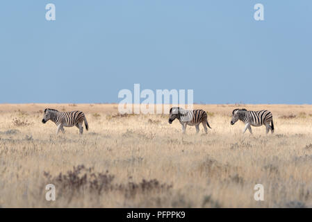 Drei schöne burchell Zebras wandern in einer Zeile nach jedem anderen durch gelbe trockenen Winter Gras mit klaren blauen Himmel, Etosha Nationalpark, Na Stockfoto