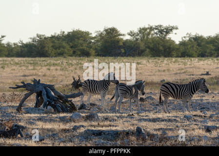 Die drei burchell Zebras in der Abendsonne und golden leuchtende Gras, Etosha National Park, Namibia Stockfoto