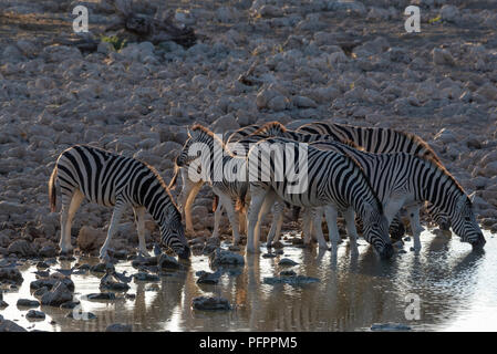 Herde von burchell Zebras trinken im goldenen Abendlicht am Wasserloch mit weissen Felsen im Hintergrund, Etosha National Park, Namibia Stockfoto