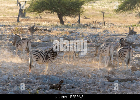 Herde Zebras wandern im Abendlicht mit Staub glühende wunderschön golden, Etosha National Park, Namibia Stockfoto