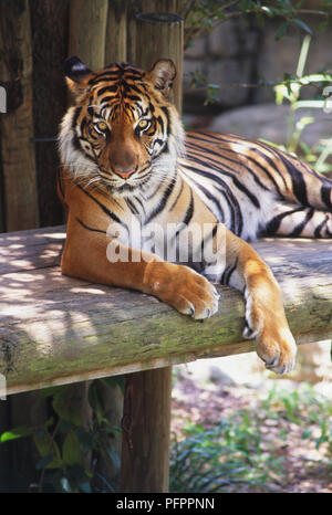 Sumatra-Tiger (Panthera Tigris Sumatrae) Stockfoto