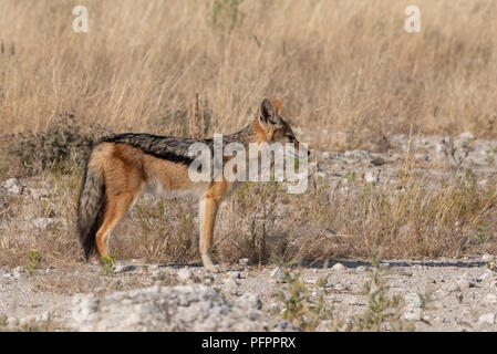 Portrait von black-backed Jackal steht in goldenen Gras auf der einen Seite ruhig suchen, Etosha National Park, Namibia Stockfoto