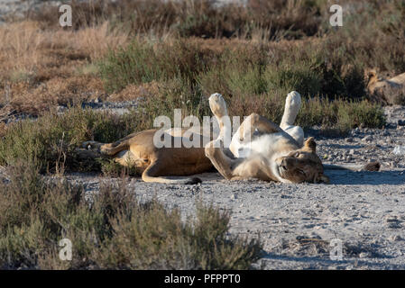 Zwei mehrstufige, sleepy Lions liegen auf Gras glatt mit Pfoten hoch oben in den Himmel schauen, sehr niedlich und friedlich Stockfoto