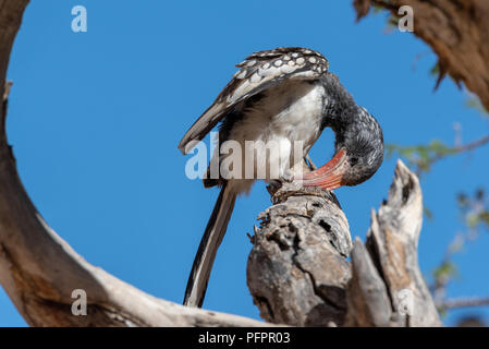 Portrait von Monteiros red billed Hornbill auf Zweig der Baum mit blauen Himmel Hintergrund Reinigung Schnabel auf Zweig, Namibia Stockfoto