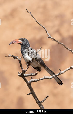 Vertikale crop Portrait von monteiro's Red-billed Hornbill sitzen auf tote Äste vor weichen braunen Hintergrund, Spitzkoppe, Namibia Stockfoto