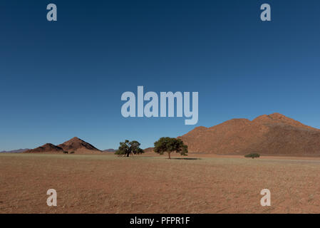 Weitwinkel Landschaft geschossen von weichem Gras Savanne in der Namib Wüste mit rotem Sand und Hügel, zwei grüne Bäume und Hügel, Namibia Stockfoto