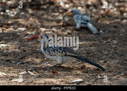 Zwei hornbill Vögel, eine damara Red-billed Hornbill im Fokus Fütterung auf Worm und Yellow-billed Hornbill in weichem Hintergrund die Nahrungssuche durch Blätter, Nam Stockfoto