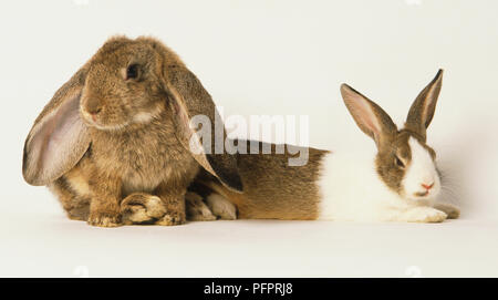 Braun floppy eared Rabbit liegen neben weiß und braun Kaninchen, Seitenansicht. Stockfoto