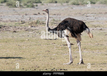 Männliche gemeinsame Strauß, die in der trockenen Afrikanischen Savanne in der trockenen Jahreszeit steht Stockfoto