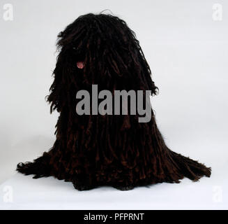 Ein ungarischer Puli mit dicken schwarzen schnurgebundene Haar verschütten von seinem Kopf und Körper auf den Boden und saß auf seiner Ahnungen Stockfoto