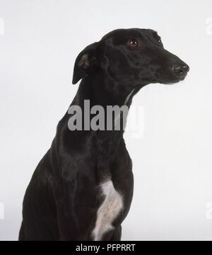 Galgo Español (Spanischer Windhund), Kopf und Schultern Stockfoto