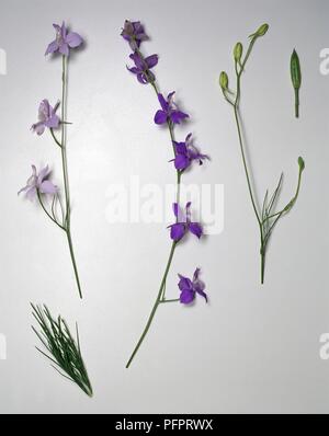 Konsolidierung regalis Syn. Delphinium Konsolidierung, (Forking Larkspur), lila Blüten, Knospen und Blätter, auf langen Stielen Stockfoto