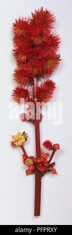 Ricinus communis, Rizinus, weibliche Blüten leuchtend roten Narben und Stammzellen, spiky. Stockfoto