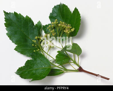 Aceraceae Acer tataricum Subsp ginnala, Amur Ahorn, Zweigstelle tipp Lager scharf gezahnten jungen grünen Blätter, und Cluster von Blassgrün Frühlingsblumen. Stockfoto