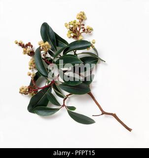 Arbutus andrachne (Griechisch Erdbeerbaum), Stengel mit grünen Blättern und weißen Blüten, Nahaufnahme Stockfoto