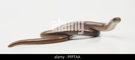 Kriechend langsam Wurm, Anguis fragilis, aus der Nähe. Stockfoto